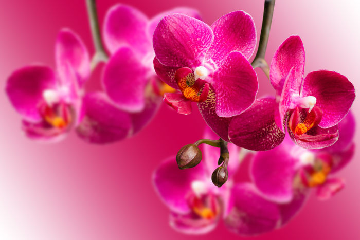Hoa lan hồ điệp màu hồng có ý nghĩa sự vinh quang, thêm chút nữ tính